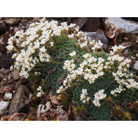 Saxifraga marginata var. coriophylla 'Minor' - saxifrage