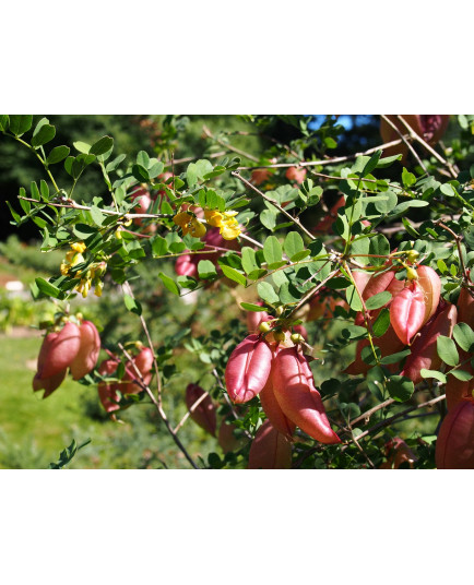 Colutea arborescens - Baguenaudier