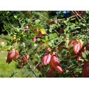 Colutea arborescens - Baguenaudier