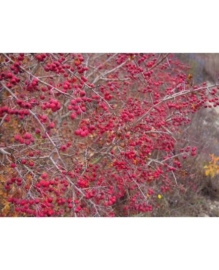 Crataegus monogyna, aubépine