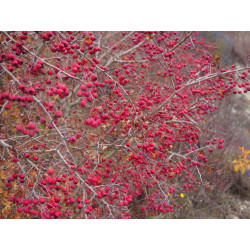 Crataegus monogyna, aubépine