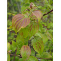 Cornus walteri