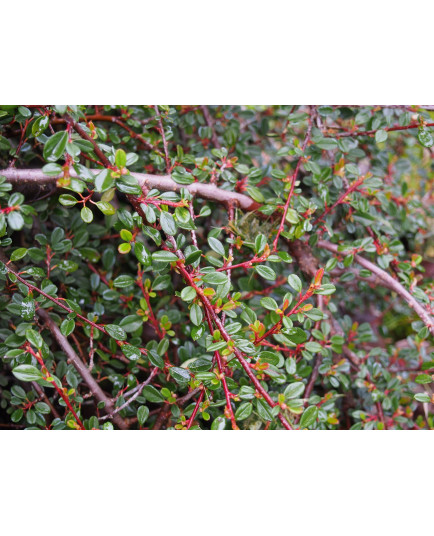 Cotoneaster microphyllus