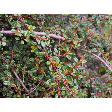 Cotoneaster microphyllus