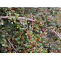 Cotoneaster microphyllus