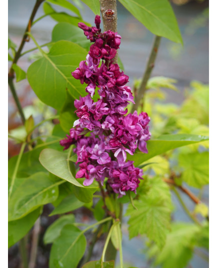 Syringa 'Adelaïde Dunbar'