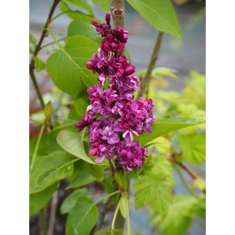 Syringa 'Adelaïde Dunbar'