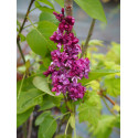 Syringa 'Adelaïde Dunbar'