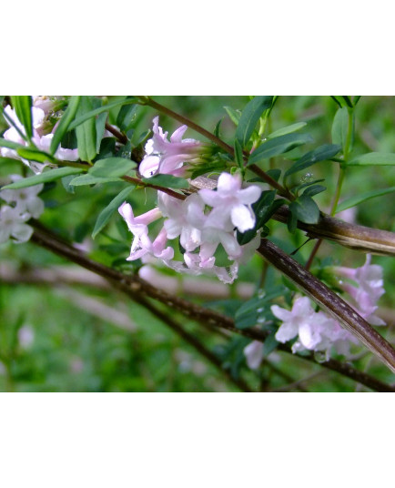 Lonicera rupicola var. syringantha