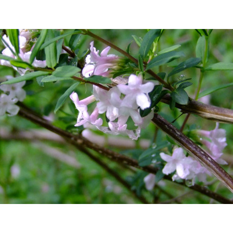 Lonicera rupicola var. syringantha