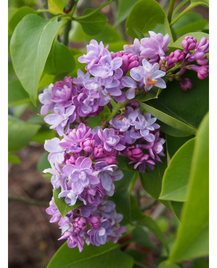 Syringa vulgaris 'Michel Buchner' - Lilas Commum