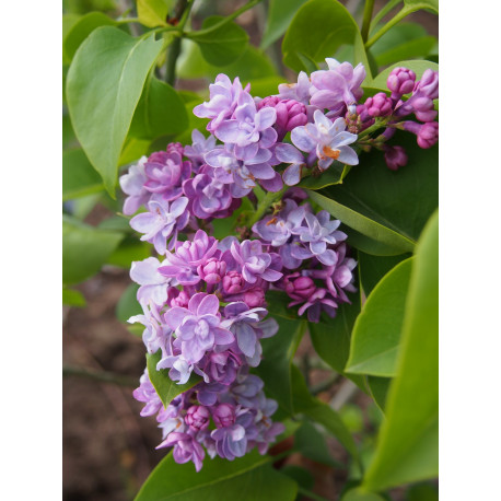 Syringa vulgaris 'Michel Buchner' - Lilas Commum