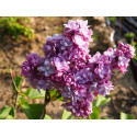 Syringa vulgaris 'Michel Buchner' - Lilas Commum