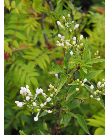 Syringa x persica 'Alba'