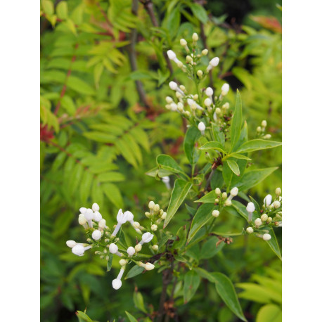 Syringa x persica 'Alba'