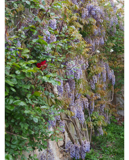 Wisteria sinensis - glycine de Chine