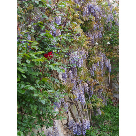 Wisteria sinensis - glycine de Chine