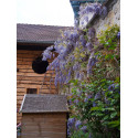 Wisteria sinensis - glycine de Chine