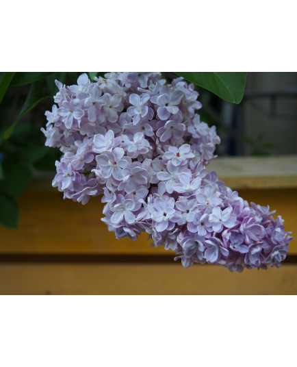 Syringa vulgaris 'Président Grévy' - lilas