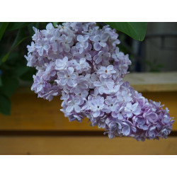 Syringa vulgaris 'Président Grévy' - lilas