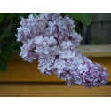 Syringa vulgaris 'Président Grévy' - lilas