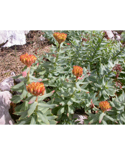 Rhodiola rosea 