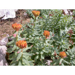 Rhodiola rosea