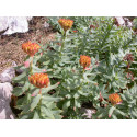 Rhodiola rosea 