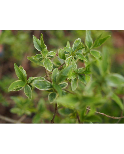 Abelia grandiflora x 'Lucky Lots®' -