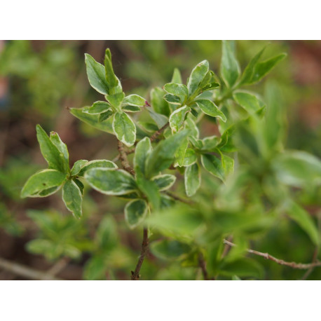 Abelia grandiflora x 'Lucky Lots®' -