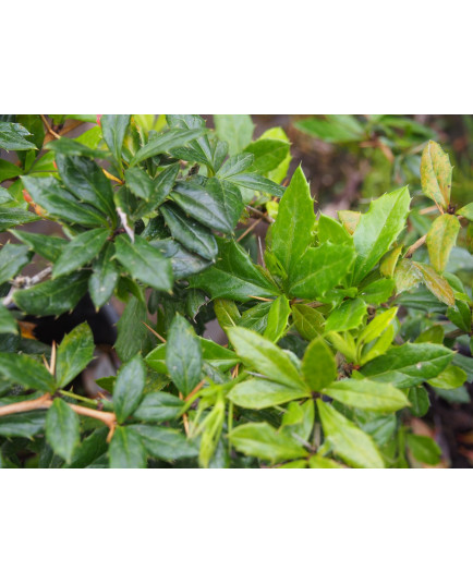 Berberis candidula 'Haalboom'