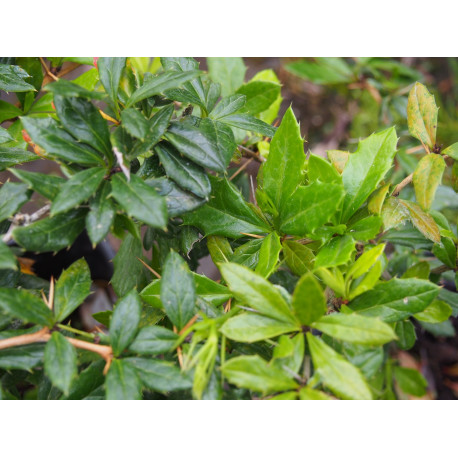 Berberis candidula 'Haalboom'