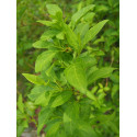 Forsythia intermedia x 'Week End' ®