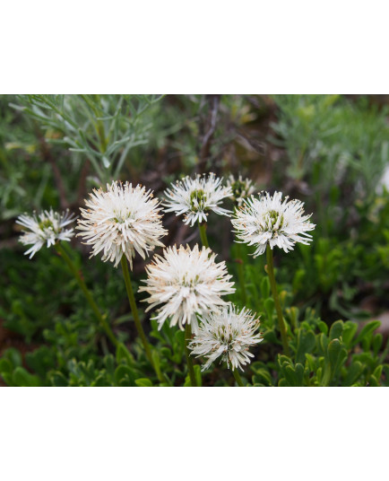 Globularia cordifolia 'Alba'