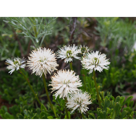 Globularia cordifolia 'Alba'