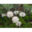 Globularia cordifolia 'Alba'