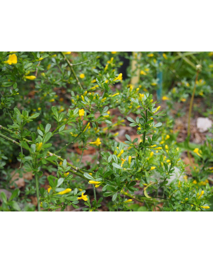 Jasminum humile f. wallichianum