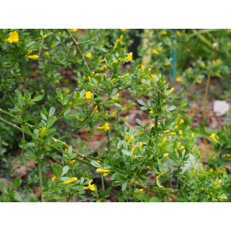 Jasminum humile f. wallichianum