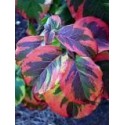 Cornus florida 'Rainbow'