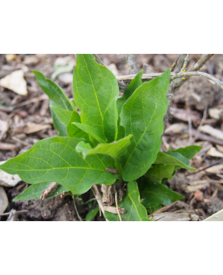 Lonicera alpigena nana - Chèvrefeuilles des Alpes