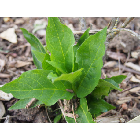 Lonicera alpigena nana - Chèvrefeuilles des Alpes