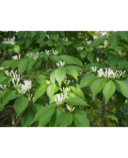 Lonicera maackii -Chèvrefeuilles