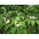 Lonicera maackii -Chèvrefeuilles