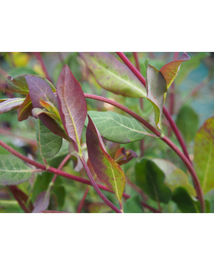 Lonicera periclymenum 'Belgica' - Chèvrefeuilles grimpants