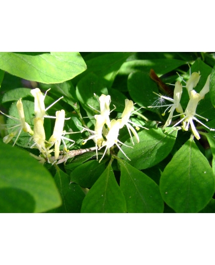 Lonicera ramosissima