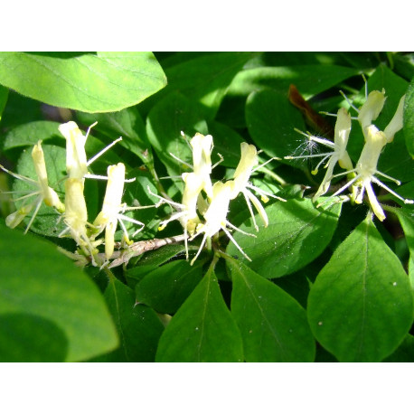 Lonicera ramosissima