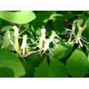 Lonicera ramosissima