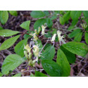 Lonicera ramosissima