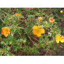 Potentilla fruticosa 'Tangerine' - potentilles