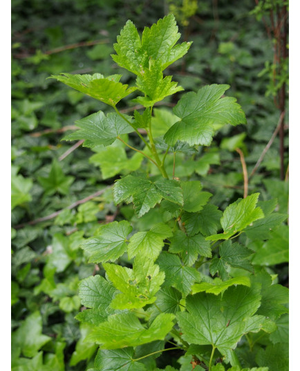 Ribes glandulosum